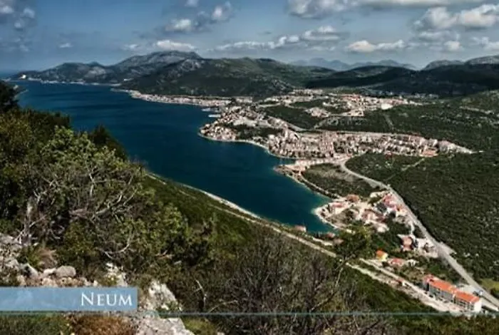 Feral * Neum